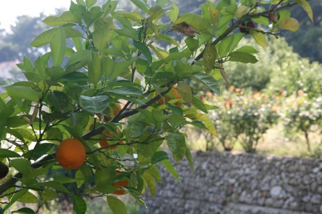 Вот такие вот апельсины растут на острове Самос