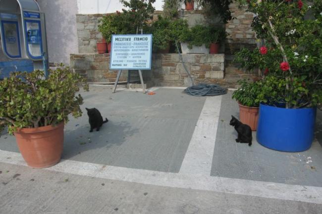 Cyclades cats