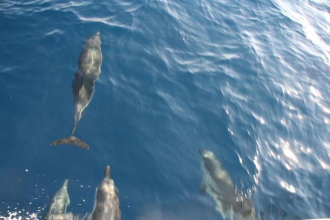 Delfiner från det Egeiska havet