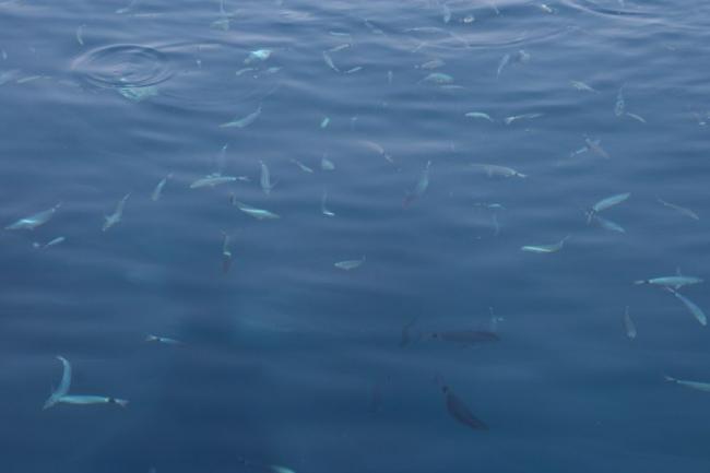 Fishes off the coast of Skorpios island