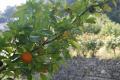 These are the oranges from Samos island!