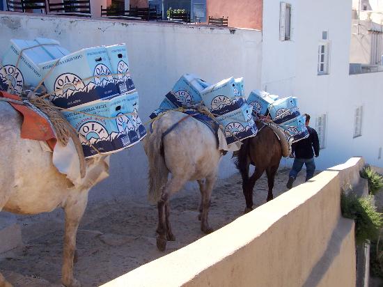 Donkeys in Santorini